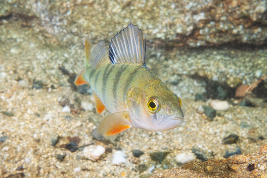 European Perch (Perca Fluviatilis), Quarry Lake, Czech Republic