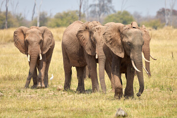 Fototapeta na wymiar Elefanten am Sambesi
