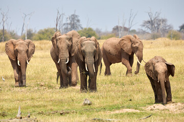 Fototapeta na wymiar Elefanten am Sambesi