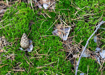cones on the moss