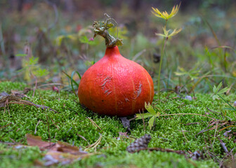 pumpkin on the moss