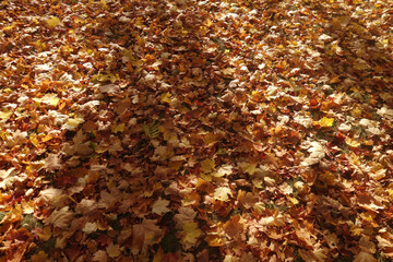 fallen autumn leaves background