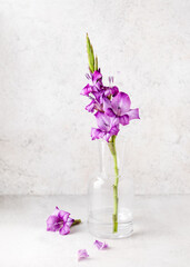 Beautiful bouquet of pink, purple  gladiolus flower in a glass vase. Romantic minimal floral still life. Copy space.
