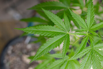 marijuana leaves cannabis plants a beautiful background
