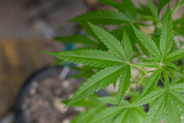 marijuana leaves cannabis plants a beautiful background
