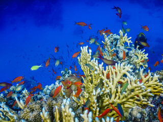 colorful fishes over amazing corals in deep blue seawater