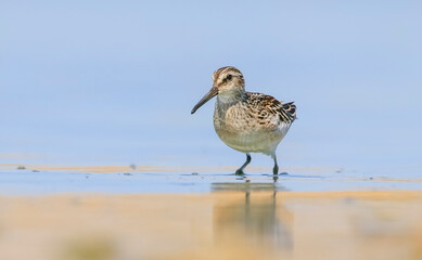 Broad-billed Sandpiper (Limicola falcinellus) is found on marsh and muddy water edges, paddy fields and open beaches. It occurs in Asia, Europe and Africa.
