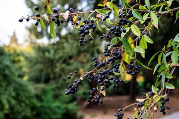 ripe black chokeberry berries hang on a branch