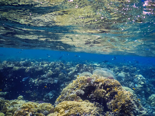 Fototapeta na wymiar waterlife under the surface during snorkeling in the red sea egypt