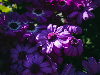 purple flowers in the garden