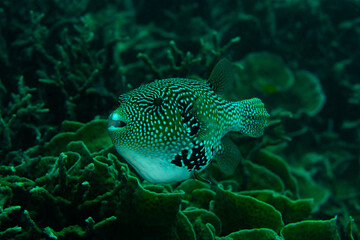 Green spotted Porcupine fish swimming pass corals © cjmac