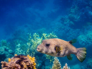 white spotted puffer fish over colorful corals side view
