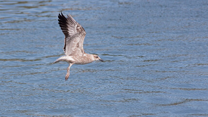 gabiota juvenil volando sobre el agua 