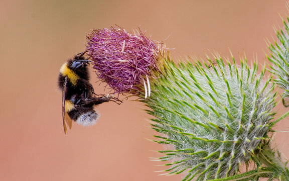 abejorro europeo (bombus terrestris) en flor morada de cardo mariano