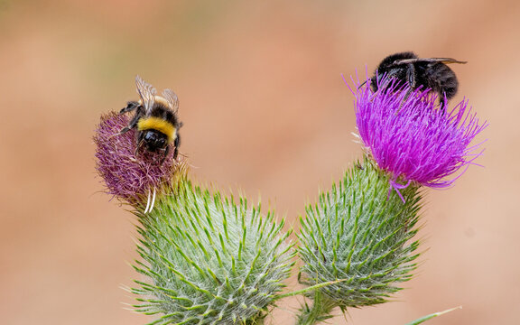 abejorro negro (Bombus pauloensis) y abejorro europeo (bombus terrestris) en flor morada de cardo mariano 