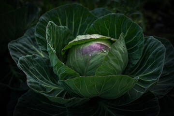 Obraz premium cabbage growing in the garden