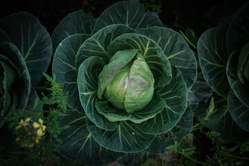 Obraz premium cabbage in the garden