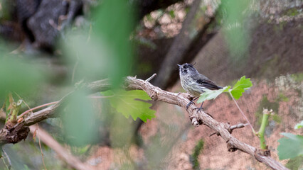 cachudito (Anairetes parulus) en rama seca entre hojas verdes 