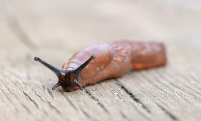 Naked slug on a wooden floor