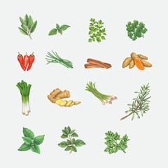 Watercolor collection of culinary herbs isolated on white background. Parsley, thyme, dill, basil, rosemary, sage, mint, cilantro, chili peppers. 