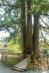 戸隠神社中社の三本杉の一本／日本長野県長野市【妙高戸隠連山国立公園】