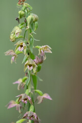 Orchidea flower