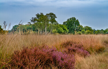 beatifull heather landscapes on the Veluwe and Posbank