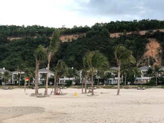 beach with sand and palm trees