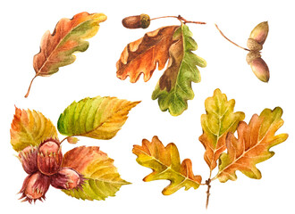 set of autumn leaves oak and hazel watercolor