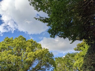 trees against sky