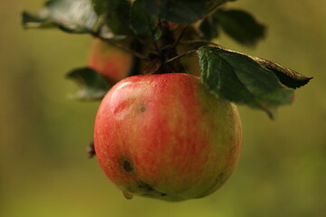 Jabłko na drzewie w porannej rosie