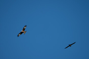 Mäusebussard