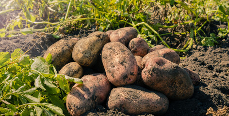 Fresh dug potatoes in the garden. Harvesting in the countryside. Raw vegetable in a pile illuminated by the autumn sun.