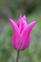 Pink tulip in in a garden in springtime, United Kingdom