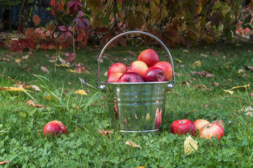 Bucket full of ripe apples on green grass. Close-up.