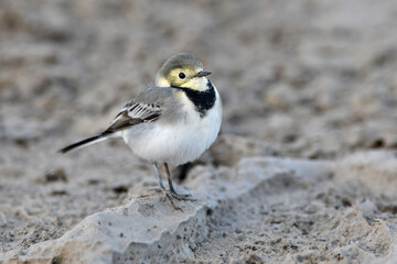 young White wagtail // junge Bachstelze (Motacilla alba)