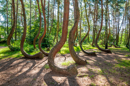 The Crooked Forest, Nowe Czarnowo, West Pomeranian Voivodeship, Poland