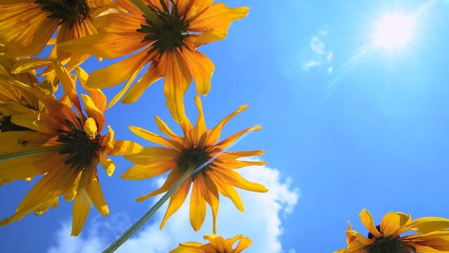 Blooming rudbeckia flowers in the garden against a blue sky. Bright yellow flower with large petals in the sun. A plant of the Compositae family. Bottom view.