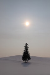 太陽を背に雪原に立つ木