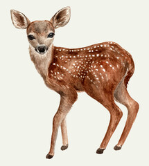baby deer watercolor realistic image isolated on white background