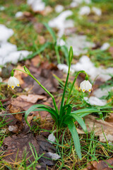 Close-up image of the spring flowering white. gentle white snowdrop flowers growth in snow. Beautiful spring natural background. early spring season concept