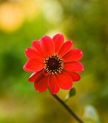 Beautiful close-up of a decorative dahlia