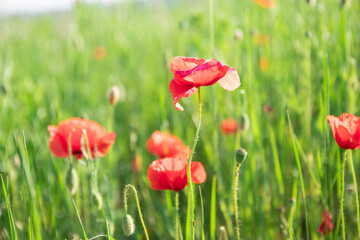Open bud of red poppy flower in the field. Wild flower meadow with flowers poppies and cornflowers against in summer. wonderful sunny afternoon weather of mountainous countryside. blurred background