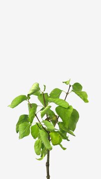 Time lapse of dying Lilac tree leaves (Syringa vulgaris) isolated on white background, vertical orientation, 4K