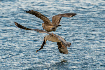 Sea gulls fight for food