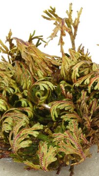 Time lapse of opening Rose of Jericho, Resurrection Plant (false Anastatica hierochuntica) with wedding ring isolated on white background, vertical orientation