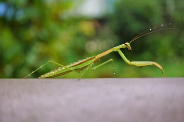 カマキリと水滴