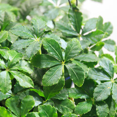 観葉植物、シュガーバインの葉【白背景】