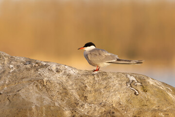 Obraz premium common tern (Sterna hirundo) sitting on a rock at sunrise.
