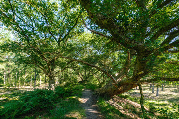 Fototapeta premium Sterrenbos, Dalfsen, Overijssel province, The Netherlands